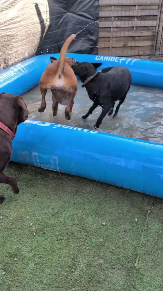 Crèche pour chien près de Ottignies-Louvain-la-Neuve