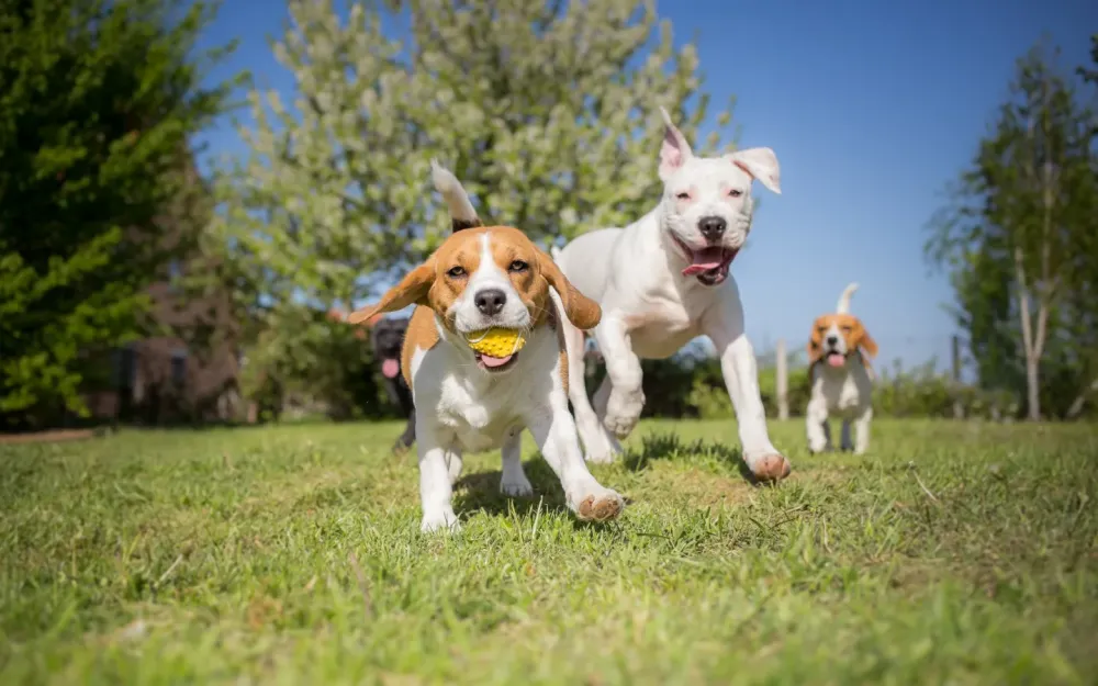 Crèche canine proche près de Ottignies-Louvain-la-Neuve