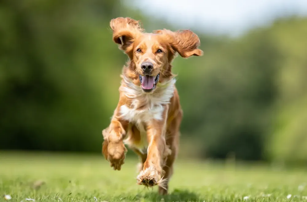 Service de garde pour chien près de Ottignies-Louvain-la-Neuve