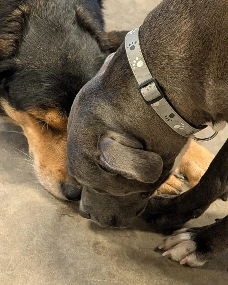 Garderie canine sécurisée près de Ottignies-Louvain-la-Neuve